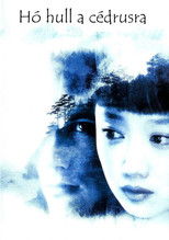 Hó hull a cédrusra