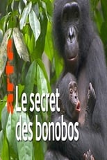 Poster for La vie cachée des bonobos 