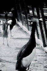 Ritm-Zoo poster