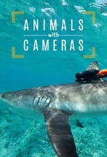 Poster for Animals with Cameras, A Nature Miniseries