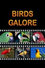 Poster for Birds Galore