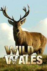 Poster for Wild Wales