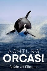 Poster for Achtung Orcas! Gefahr vor Gibraltar? 