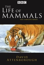 Poster for The Life of Mammals