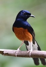 Mondes sauvages poster