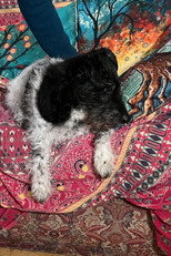 Buddy the punk-dog