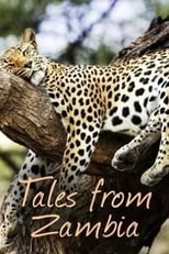 Poster di Tales from Zambia