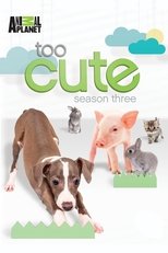 Poster for Too Cute Season 3