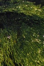 Playing With Water II + III