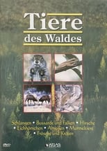 Poster for Tiere des Waldes 