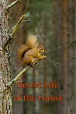 Watch Secret Life of the Forest (2021)