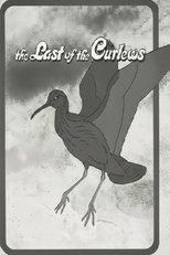 The Last of the Curlews