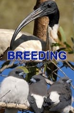 Poster for Breeding