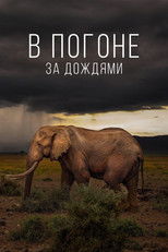 В погоне за дождями