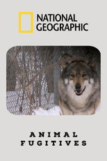Animal Fugitives poster