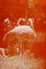 Poster for Sleeping Flamingo