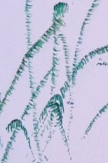 How the Frog’s Eye Sees