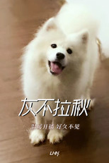 灰不拉秋 poster
