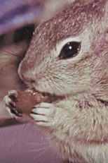 Squeak the Squirrel