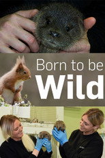 Born to Be Wild poster