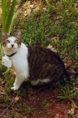 CatCam (2012)