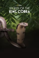 Poster for Secrets of the King Cobra