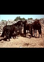 I cavallini della Giara I cavallini della Giara