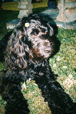 Ulysse The Dog Actor as Dog in Bless