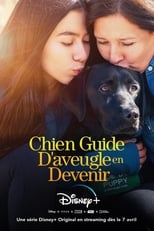 Chien Guide D'aveugle en Devenir-fr