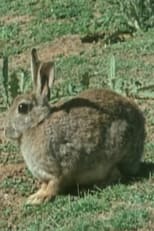 Poster for The Rabbit in Australia 