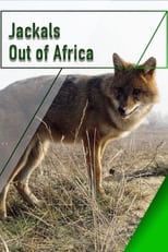 Poster for Jackals - Out of Africa