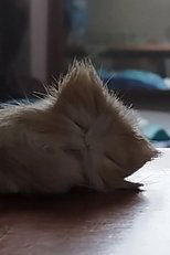 Some other softer joy