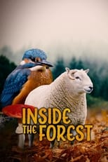 Poster for Inside the Forest Seasons of Wonder Season 1