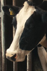 Daisy the Cow Daisy the Cow