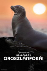 Galápagos oroszlánfókái