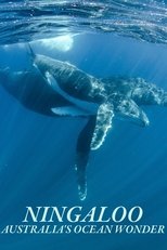 Poster for Ningaloo Nyinggulu