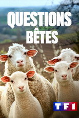 Questions bêtes ! poster