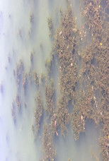 Osaka Turtles — Nuptial 6 poster