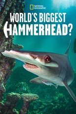 ¿El tiburón martillo más grande del mundo?