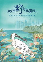 城市野性居民 poster