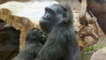 Gorilí povídání 1x9 (S01E09)