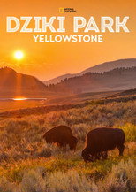 Dziki park Yellowstone