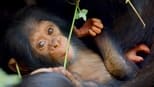 Ver La historia de un bebé chimpancé online en cinecalidad