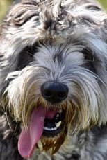 Foto retrato de Gary the Labradoodle