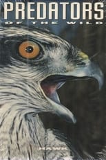 Poster for Predators of the Wild: Hawk
