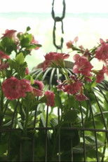 1 Radisna Street poster