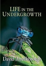 EN - Life in the Undergrowth (GB)