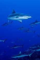 Shark Swarm (2017)