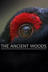 The Ancient Woods main poster
