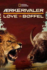 Ærkerivaler: Løve vs. Bøffel